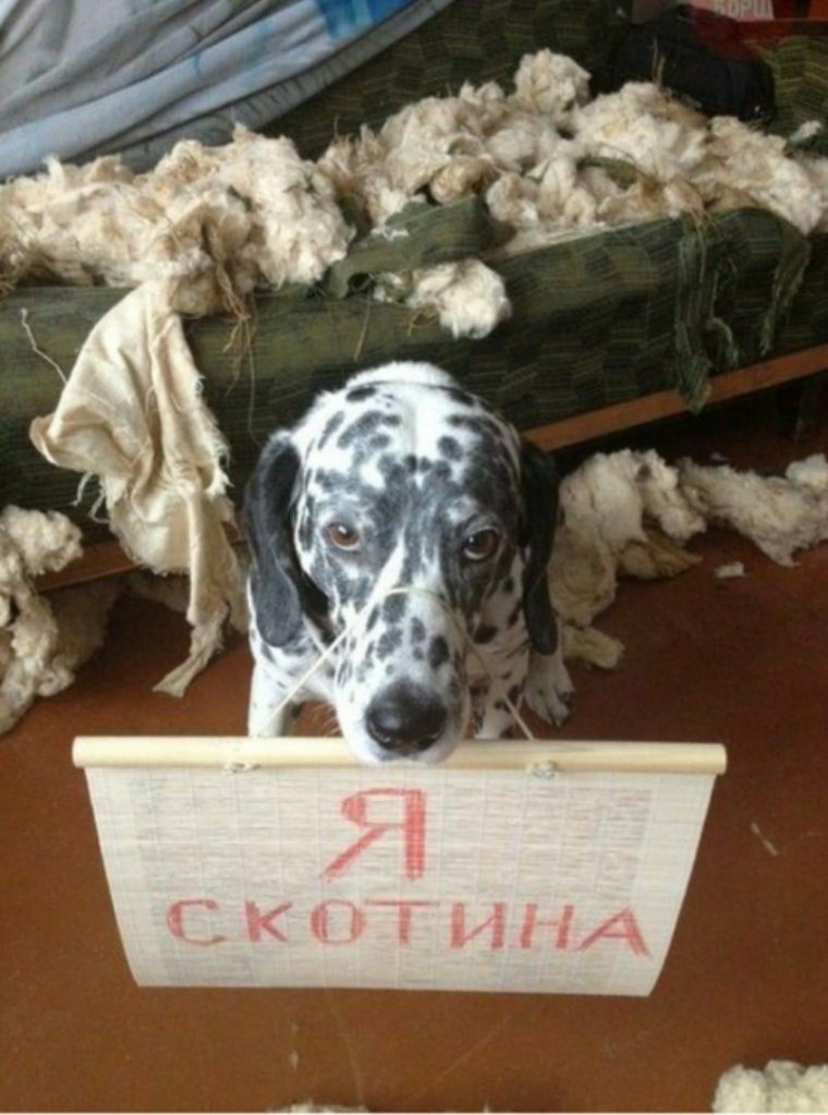 Скотина прикол