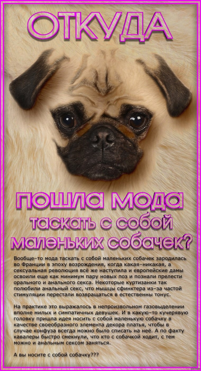 Потерялась собака карикатура