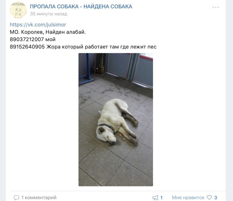 Комментарии собак