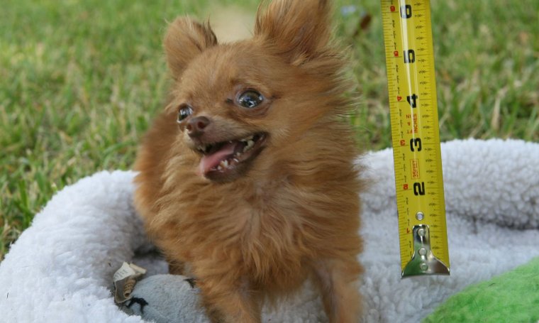 Анекдоты про собак смешные