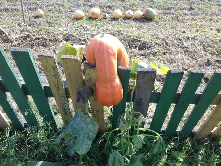 Смешные приколы про огород