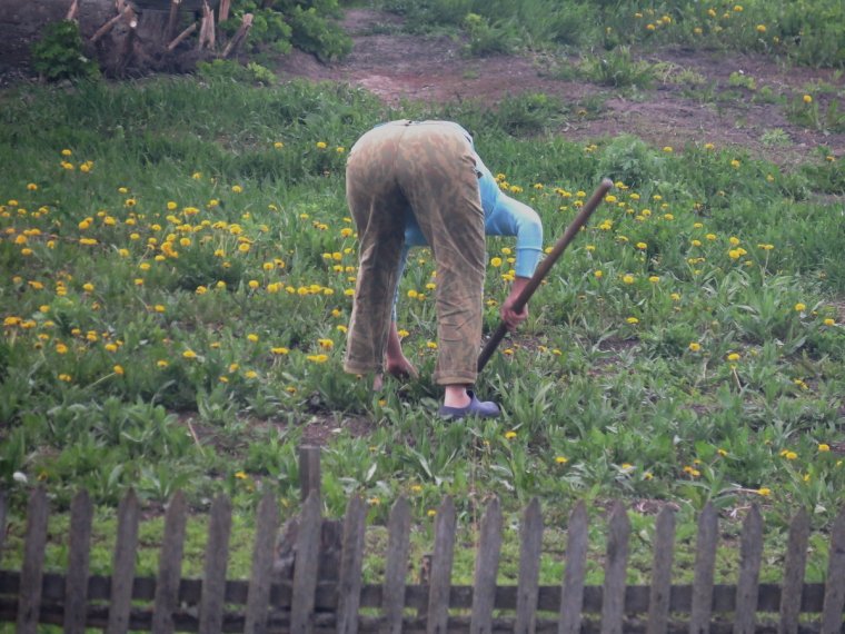 Дачник на огороде