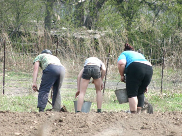 Рачком в огороде