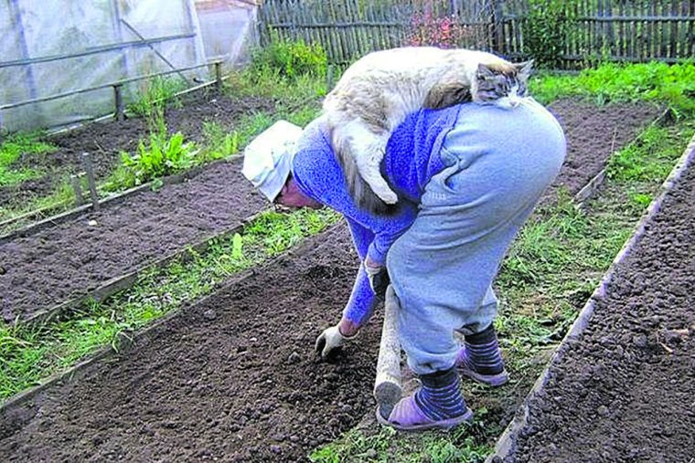 Приколы про дачу