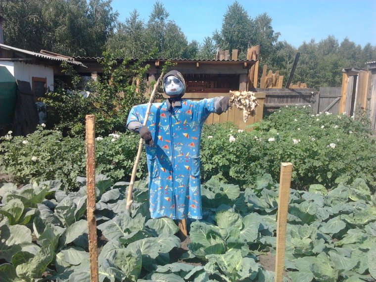 Приколы про огород