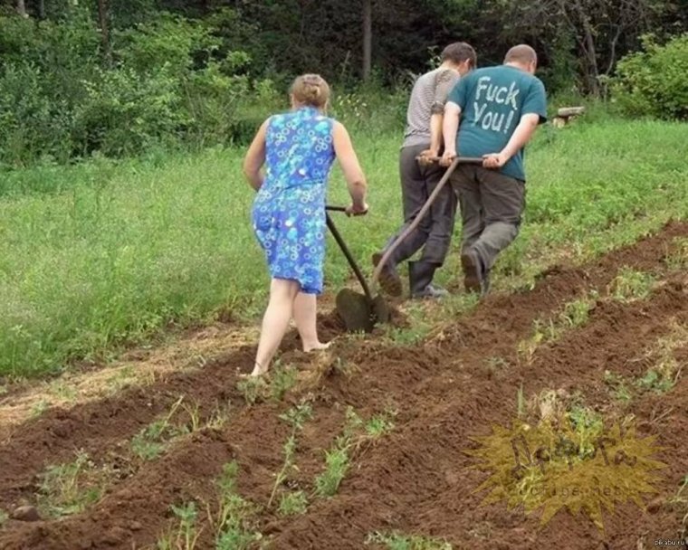 Дачники приколы