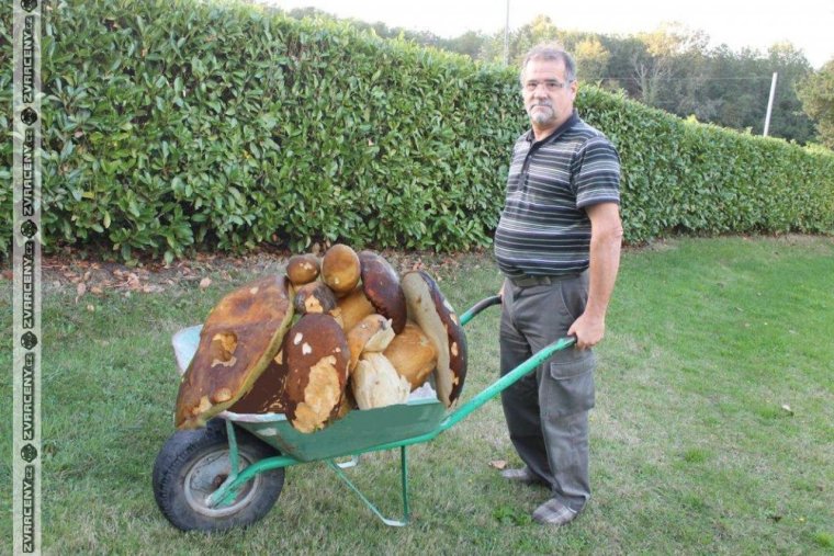 Грибы на тележке