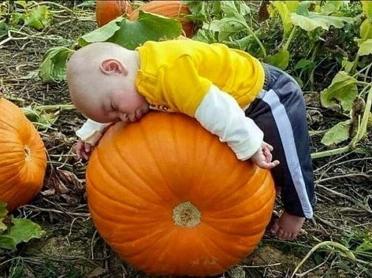 Прикольный урожай