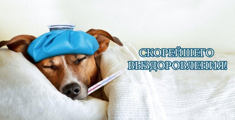 Выздоравливай собачка