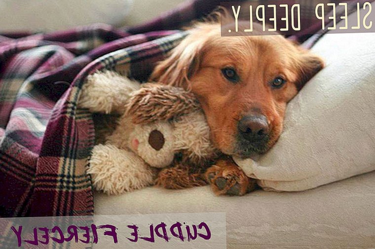 Выздоравливай песик