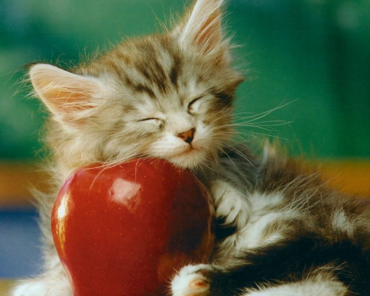 Выздоравливай котенок