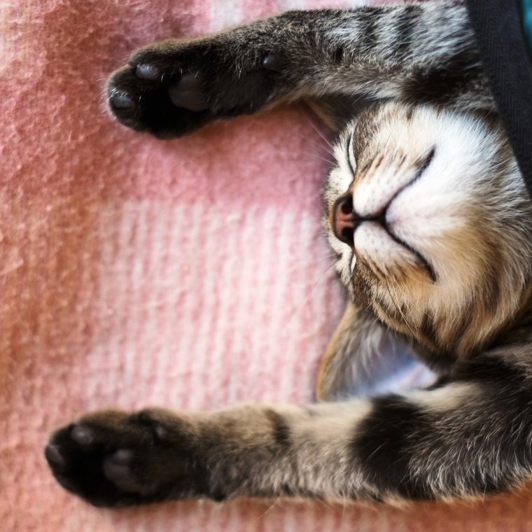 Кот балдеет