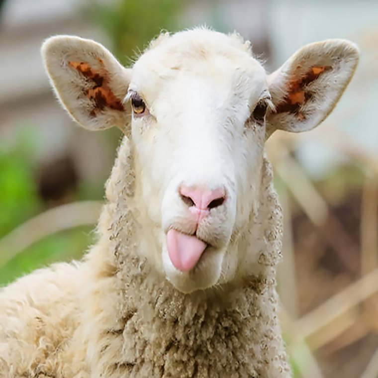 Веселый баран