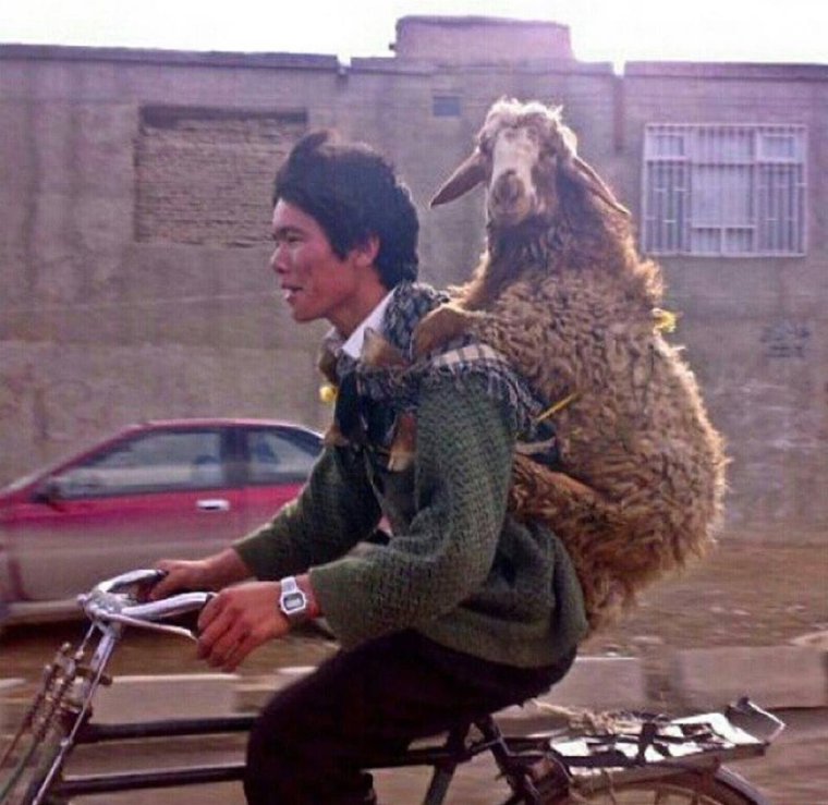 Баран прикол