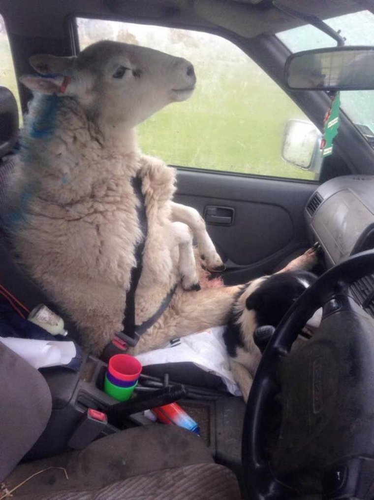 Барашек за рулем