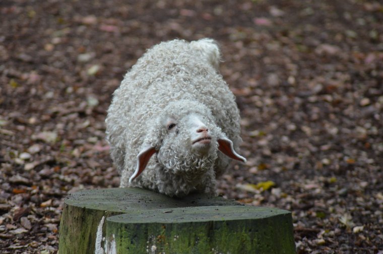 Грустная Овечка