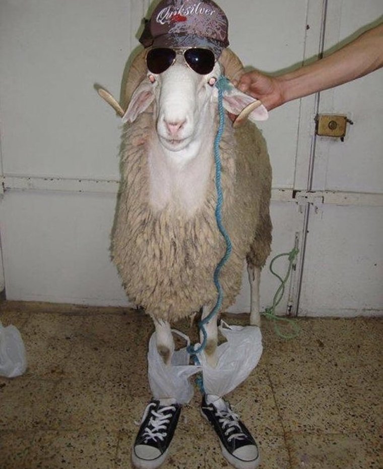 Смешное про Баранов