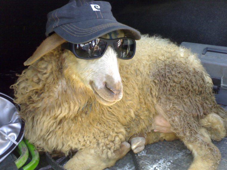 Крутой баран