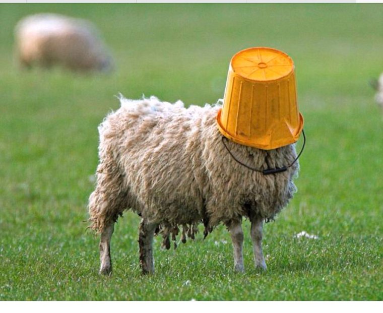 Смешной баран