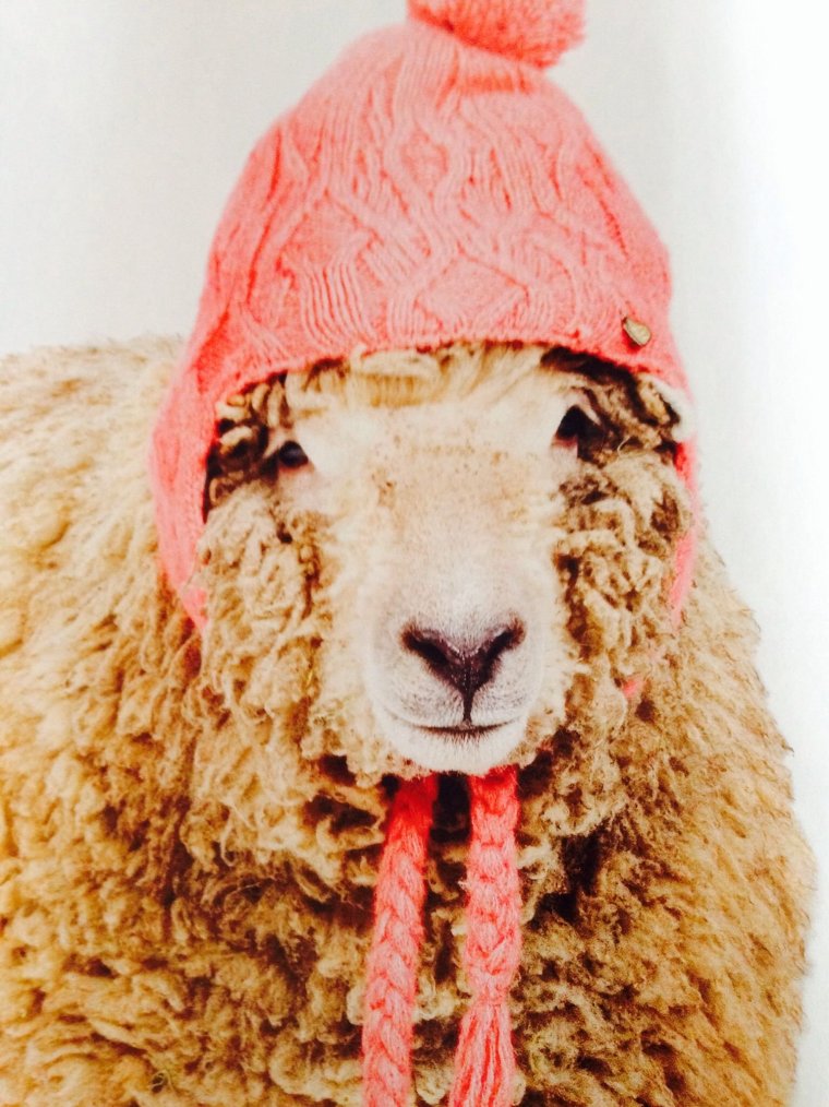 Оранжевый баран