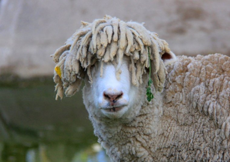 Забавные овцы