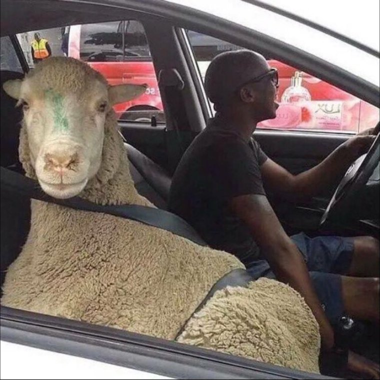 Коза в машине