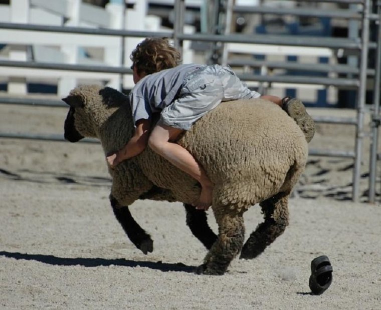 Верхом на овце