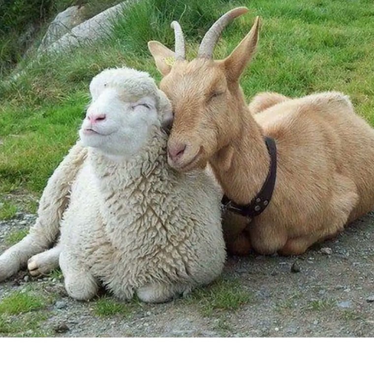 Лама и коза