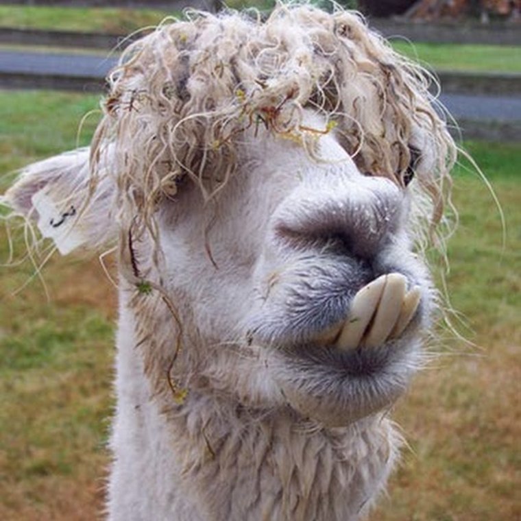 Альпака и баран