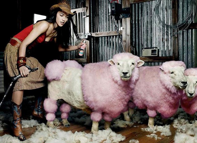 Подстриженная овца