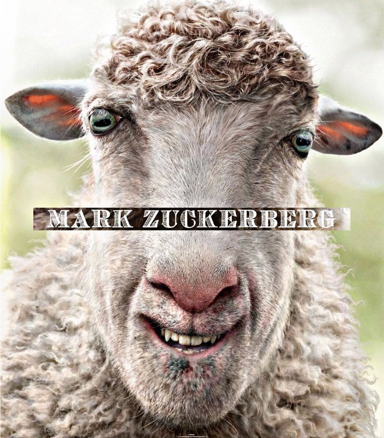 Смешной баран