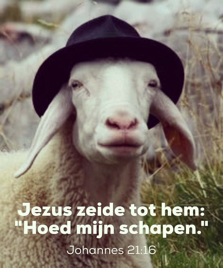 Овца в шляпе