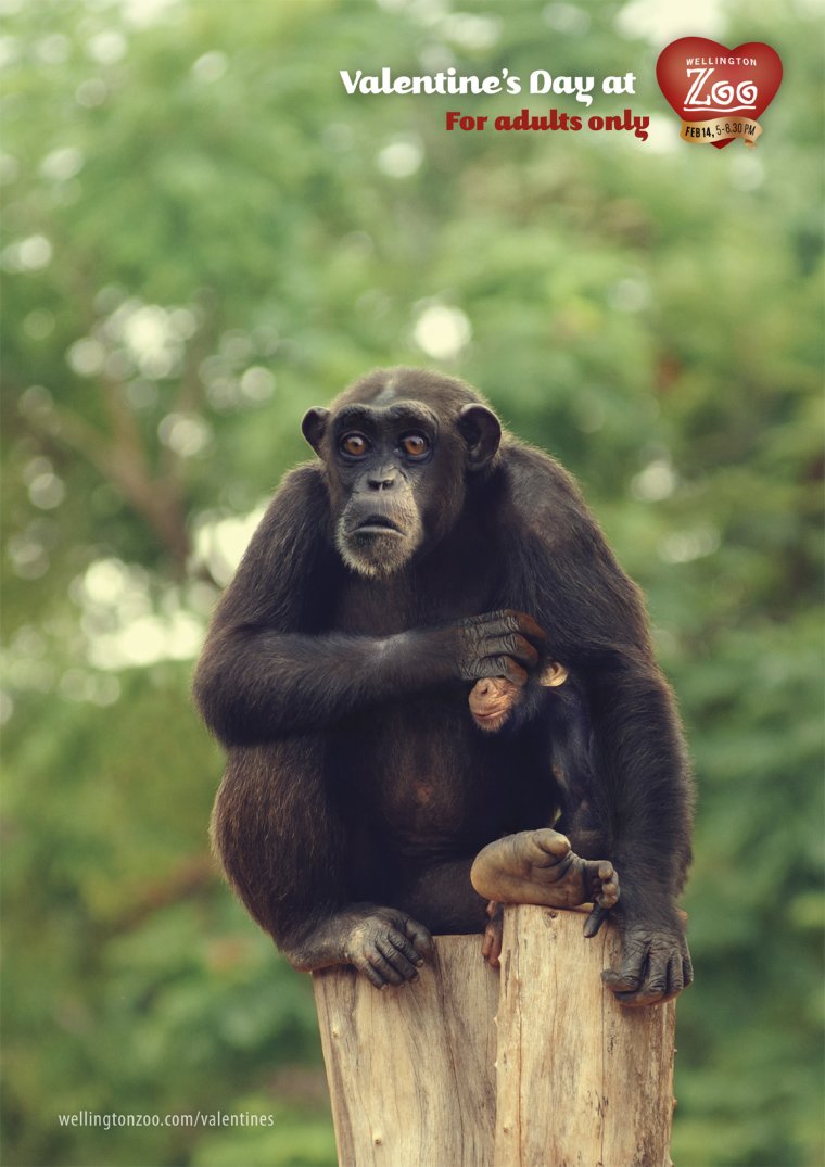 Шимпанзе с надписью