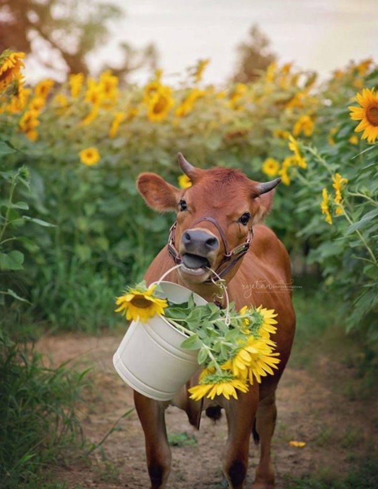 Доброе утро с коровой