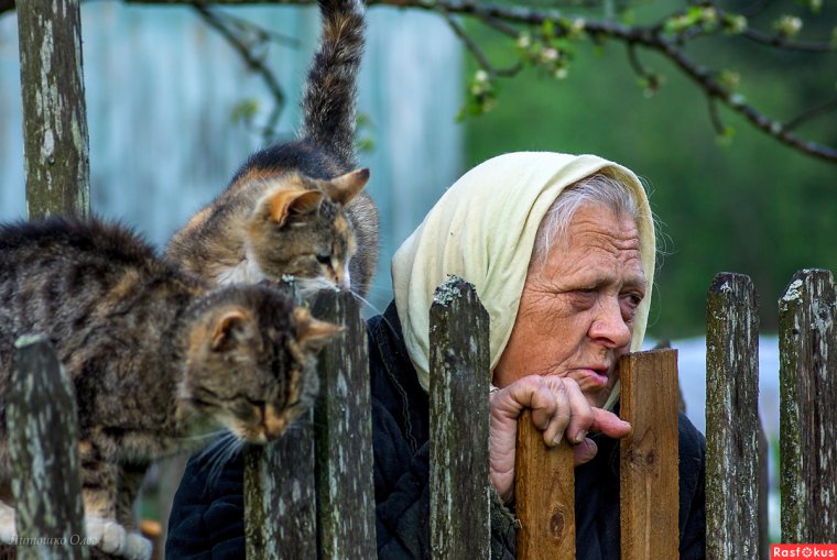 Старики и коты