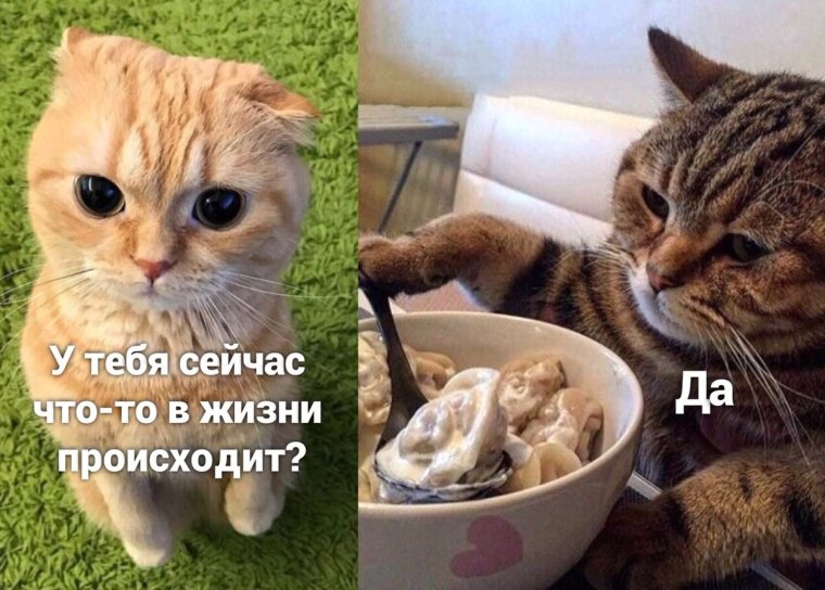 Смешные коты с пельменями