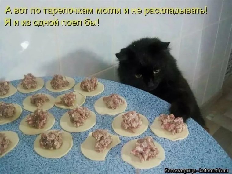 Коты и пельмени