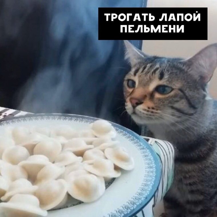 Коты и пельмени