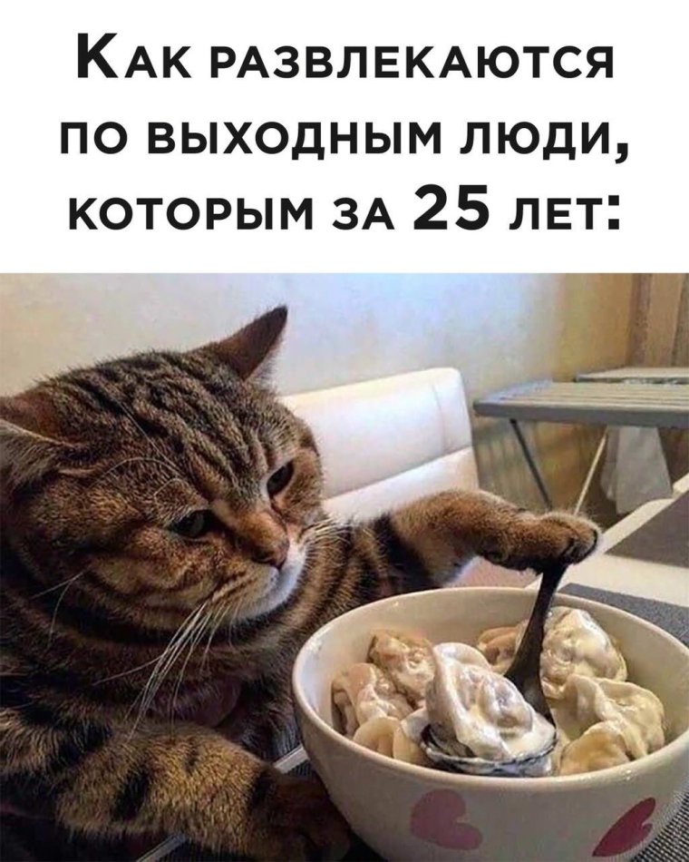Мем коты пельмени