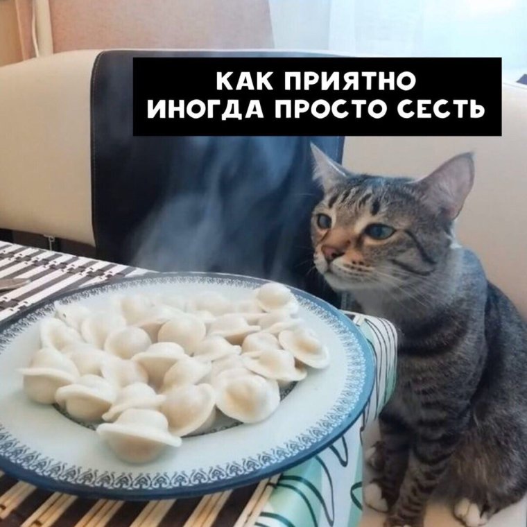 Кот пельмень