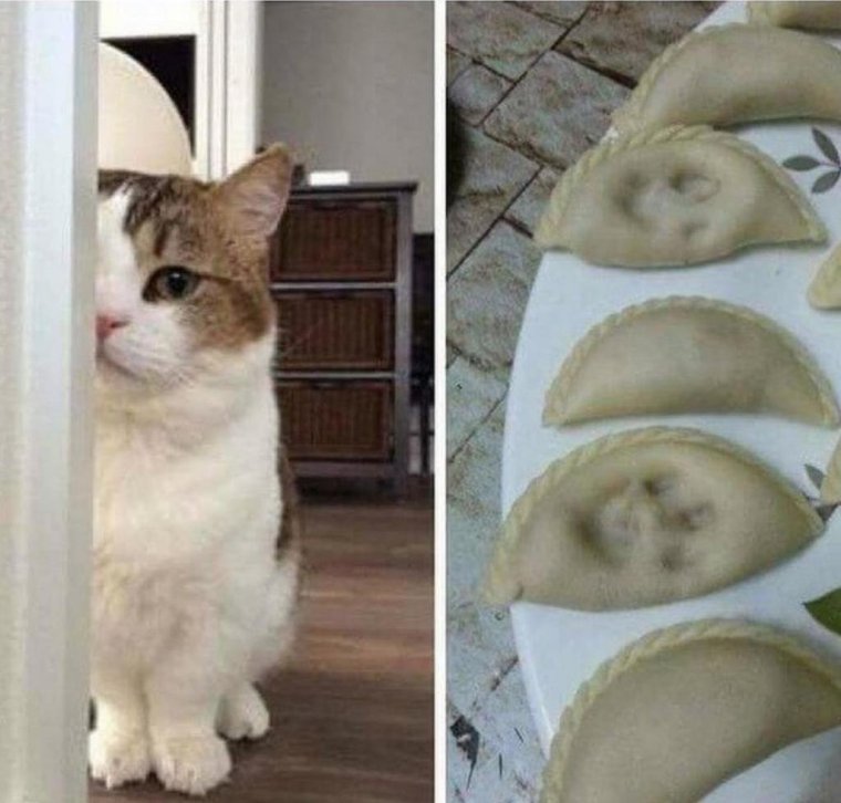 Кошка пельмешка