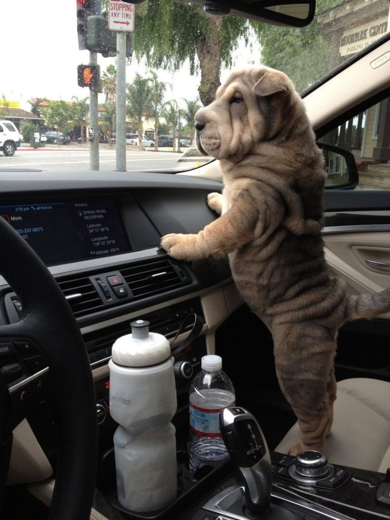 Для поднятия настроения водителя