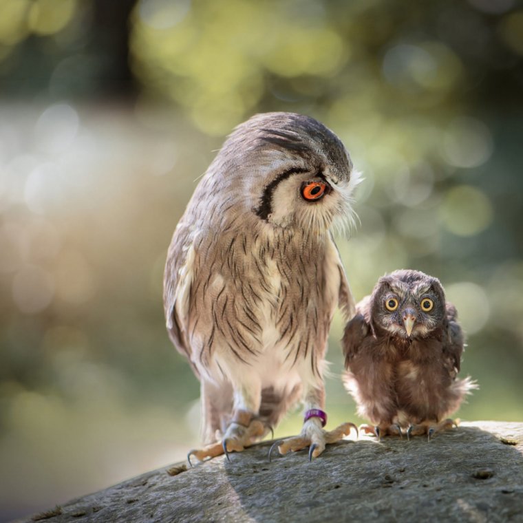 Позитивные приколы для поднятия настроения