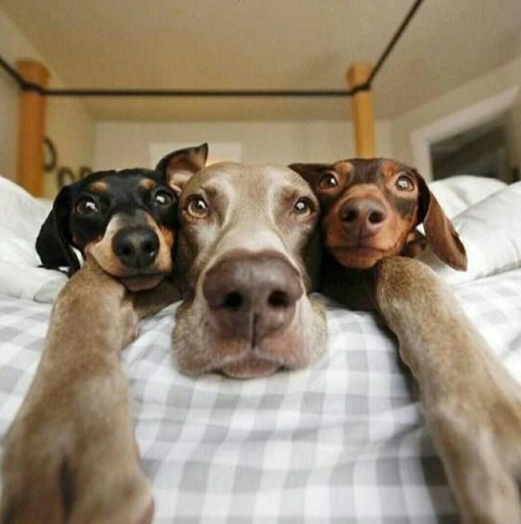 Селфи животных