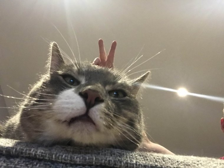 Прикольные картинки для поднятия настроения