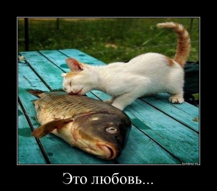 Демотиваторы поднимающие настроение