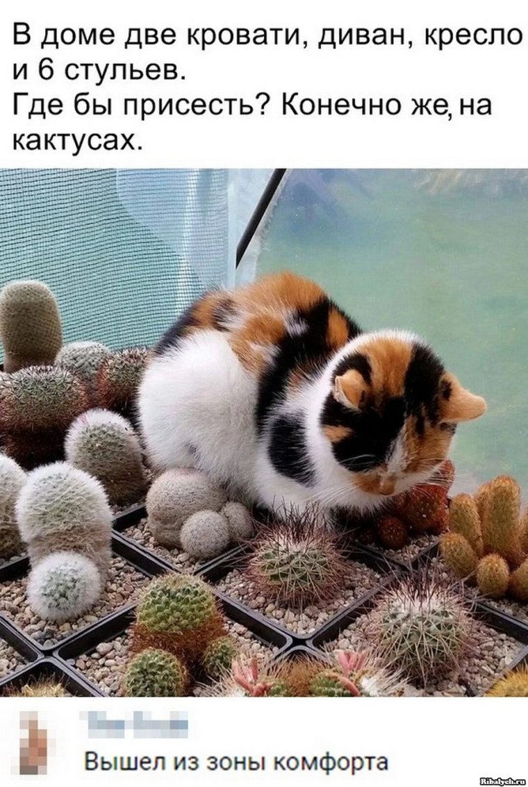 Картинки для поднятия настроения