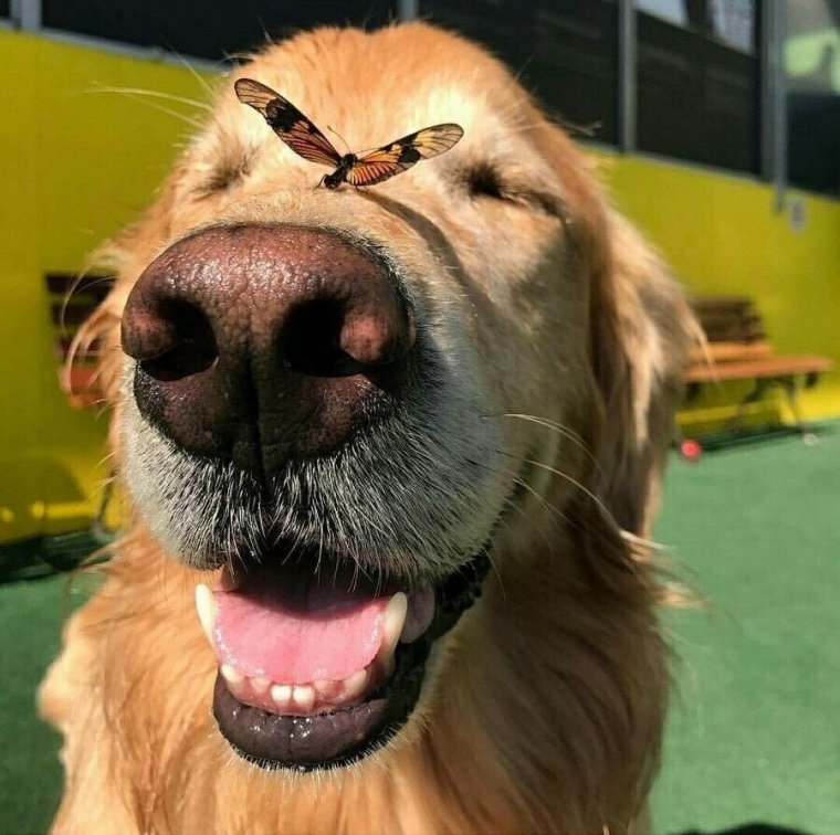 Позитивные собаки