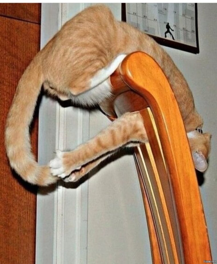 Смешной кот на стуле