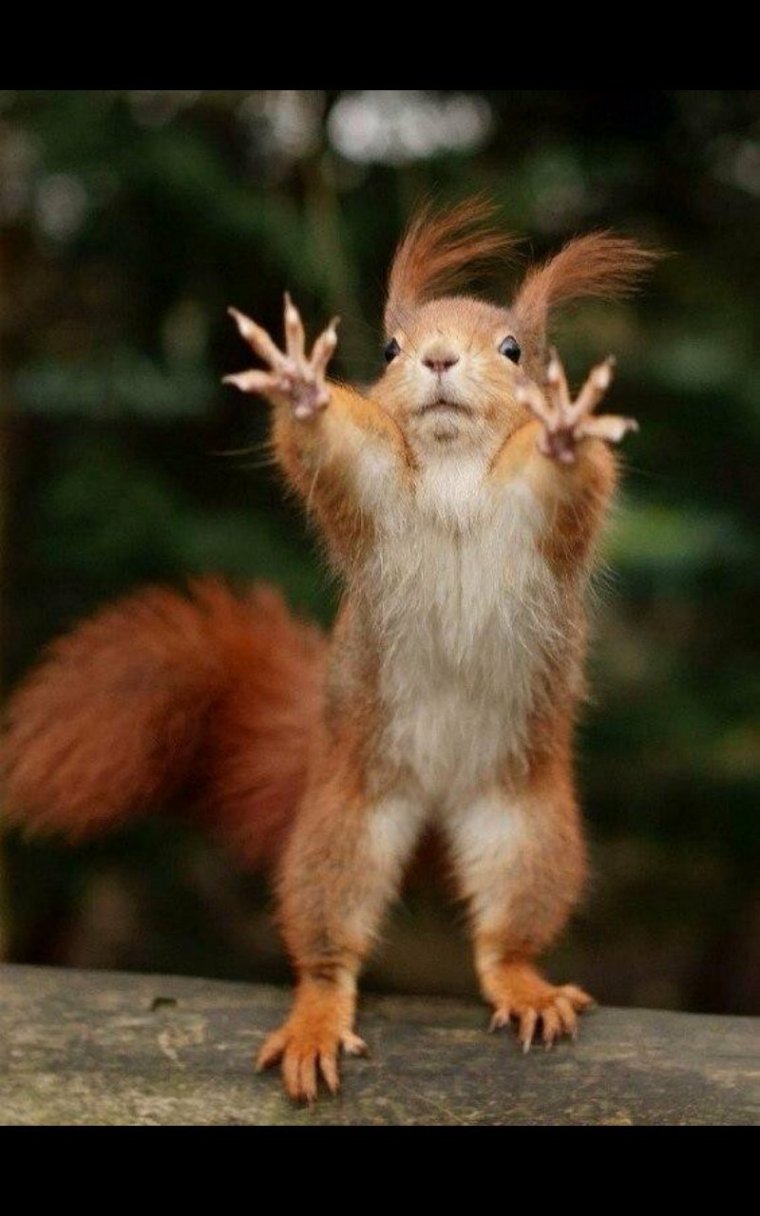 Заряжаю всех хорошим настроением белка